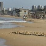 חוף דדו – חיפה (צילום: ירון כרמי)
