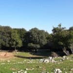 דרך דאליית אל כרמל – נוף וחורשות הר הכרמל  (צילום: רחלי אורבך)