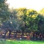 דאליית אל כרמל – רכס הר הכרמל – נוף כפרי ופסטורליות (צילום: רחלי אורבך)