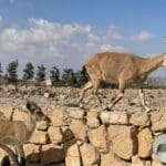 יעלים במצפה רמון (צילום: ירון כרמי)