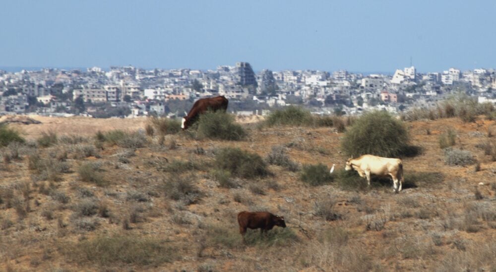 פרות במרעה ומאחוריהן  מה שנשאר מבית להיה - רצועת עזה - תיירות מלחמה ביישובי העוטף (צילום: אבי אלבאום)