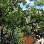 בבית ניקה קושניר – הצצה אל הנוף הירוק (צילום: רחלי אורבך)