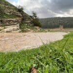 נחל ציפורי גועש – ינואר 2022 (צילום: ירון כרמי)