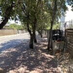 עצים שעושים צל – מדרכה מוצלת – כרכור (צילום: ירון כרמי)
