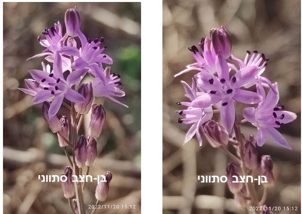 בן חצב סיתווני • צילום: דני כץ