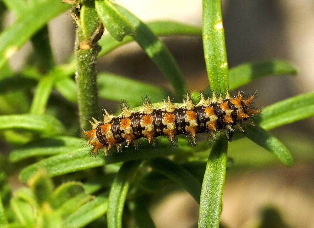 זחל כתמית מדברית (צילום: משה לאודון)