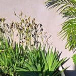 בבית צחי וויט – האדנית הקולומביאנית  (צילום: רחלי אורבך)