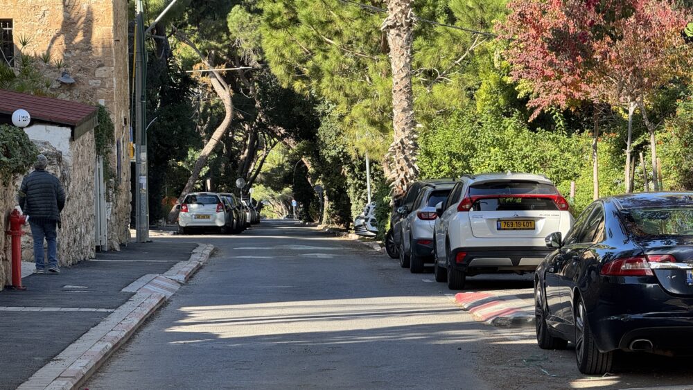 שדרות הצבי - אורני שנטעו הטמפלרים מעניקים לרחוב את צביונו המיוחד עד לימינו אלה  (צילום: חי פה-TV)