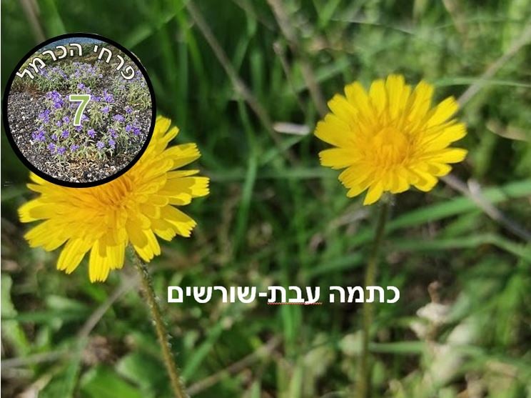 כתמה עבת שורשים • צילום: דני כץ