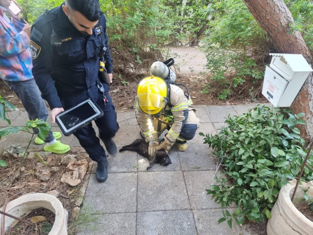 לוחמי האש חילצו חתולים מדירה בוערת ברחוב שושנת הכרמל (צילום: כבאות והצלה)