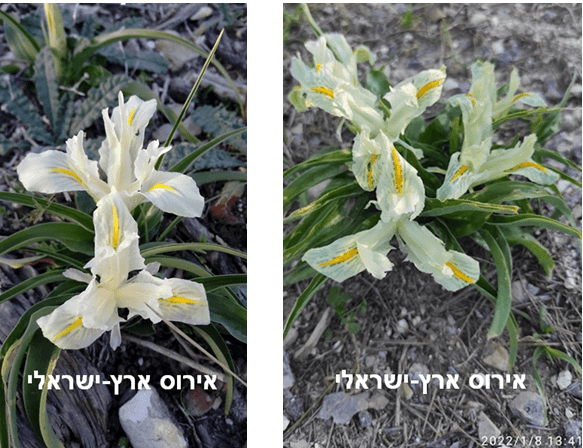 אירוס ארץ-ישראלי • צילום: דני כץ