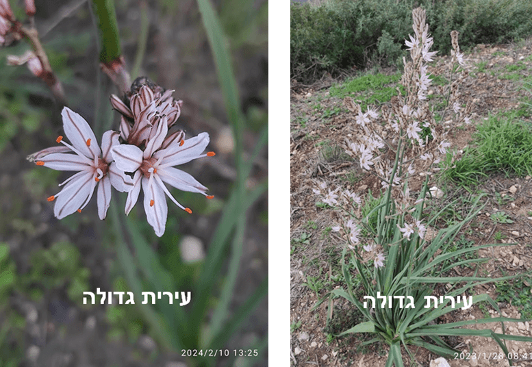 עירית גדולה • צילום: דני כץ