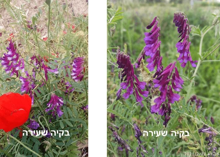 בקיה שעירה • צילום: דני כץ