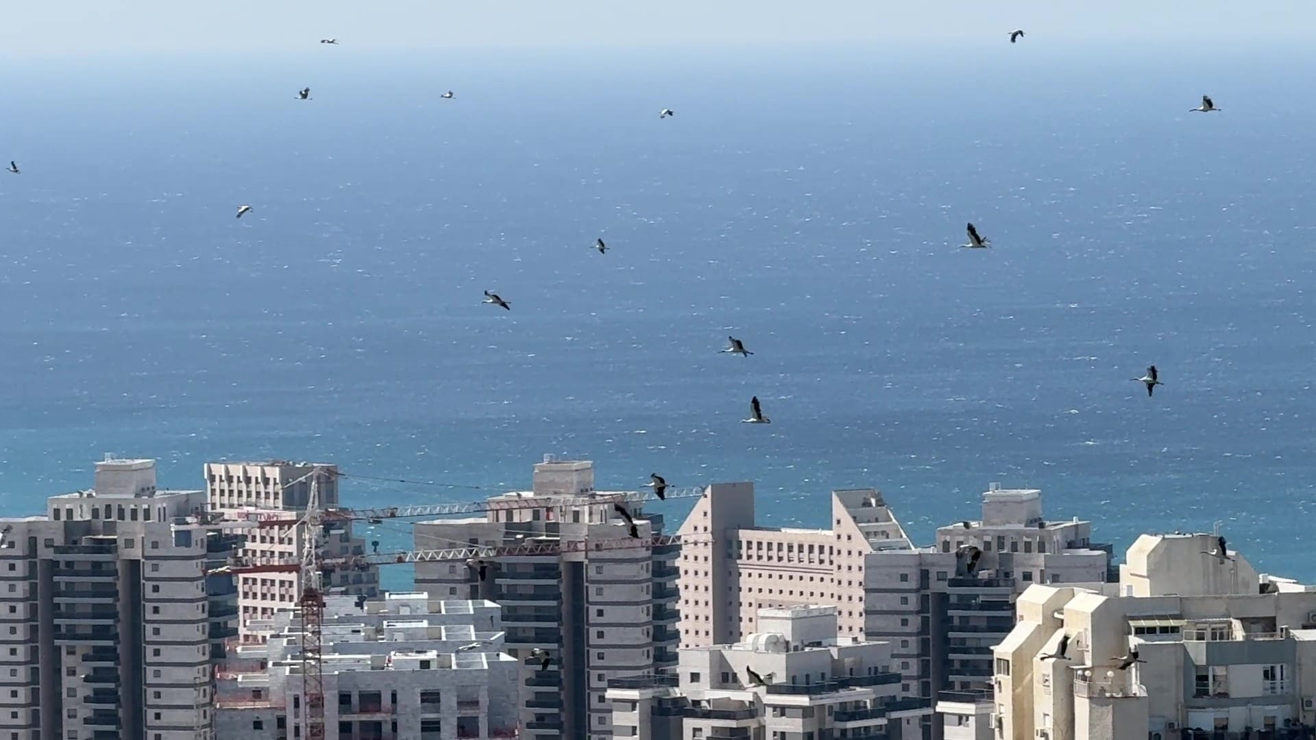 להקת חסידות ענקית חולפת בשמי חיפה בעונת האביב (צילום: ירון כרמי)