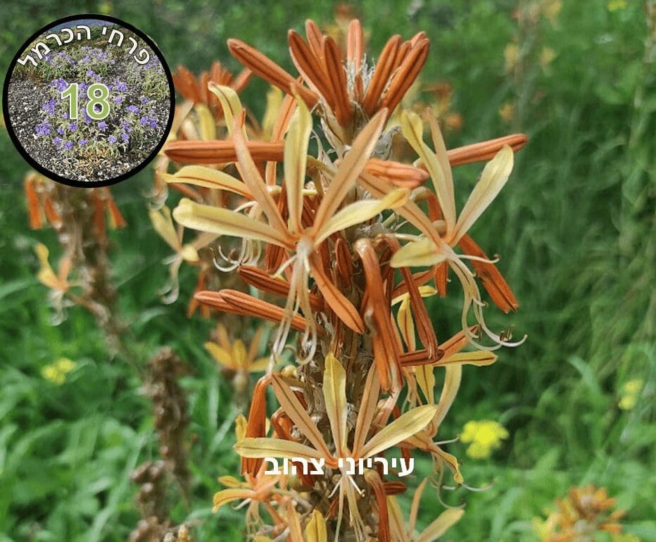 עיריוני צהוב • צילום: דני כץ