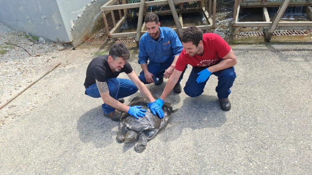 חילוץ הצב הרך בתחנת הכוח בחיפה (צילומים: עוגן ליכט, רשות הטבע והגנים)