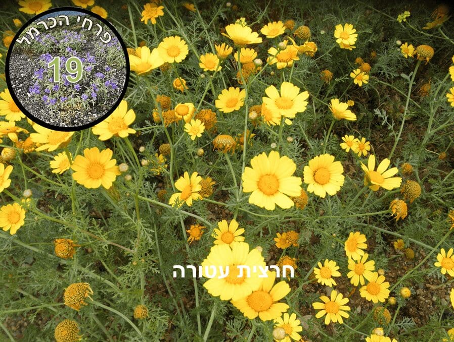 פרח השבוע • חרצית עטורה (צילום: דני כץ)