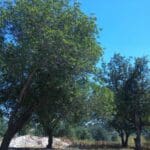 חג הפסח-חג האביב – צמיחה מחודשת (צילום: רחלי אורבך)