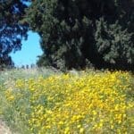 חג הפסח-חג האביב – החרצית משמעותה מהמילה חרוץ שהיא מילה נרדפת לזהב, כפי שמופיע בספר משלי (צילום: רחלי אורבך)
