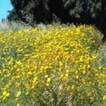 חג הפסח-חג האביב – פריחת אביב צהובה (צילום: רחלי אורבך)