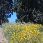 חג הפסח-חג האביב – פריחה בצהוב ועצי ברוש (צילום: רחלי אורבך)