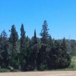 חג הפסח-חג האביב – עצי הברוש הם עצים ירוקי עד (צילום: רחלי אורבך)