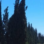 חג הפסח-חג האביב – בימי המקרא שימש העץ כסמל לרעננות (צילום: רחלי אורבך)