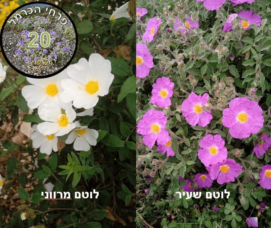 לוטם מרווני, לוטם שעיר • צילום: דני כץ