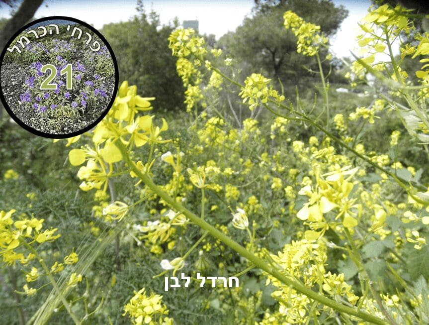 חרדל לבן • צילום: דני כץ