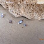 IMG-20250415-WA0019