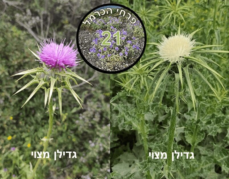גדילן מצוי • צילום: דני כץ
