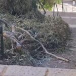 גזם שנשאר ברחוב בחיפה – חברת החשמל 18/4/25 (צילום: נינה מונינה)