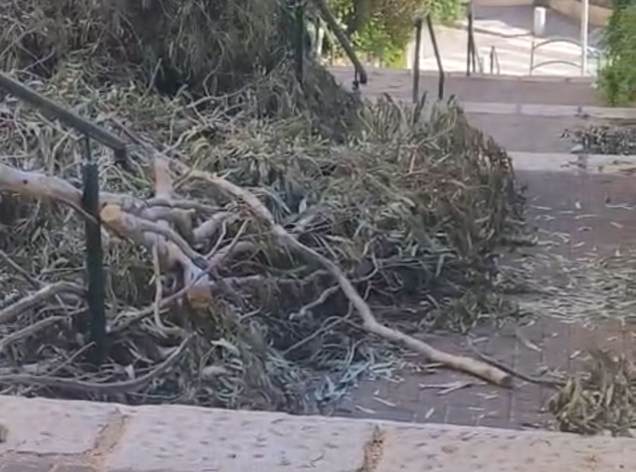 גזם שנשאר ברחוב בחיפה - חברת החשמל 18/4/25 (צילום: נינה מונינה)