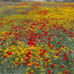 Haipo-news-RamotMenashe18.4 (2)