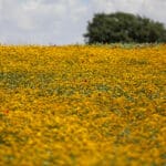 Haipo-news-RamotMenashe18.4 (4)