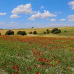 Haipo-news-RamotMenashe18.4 (5)