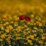 Haipo-news-RamotMenashe18.4 (6)