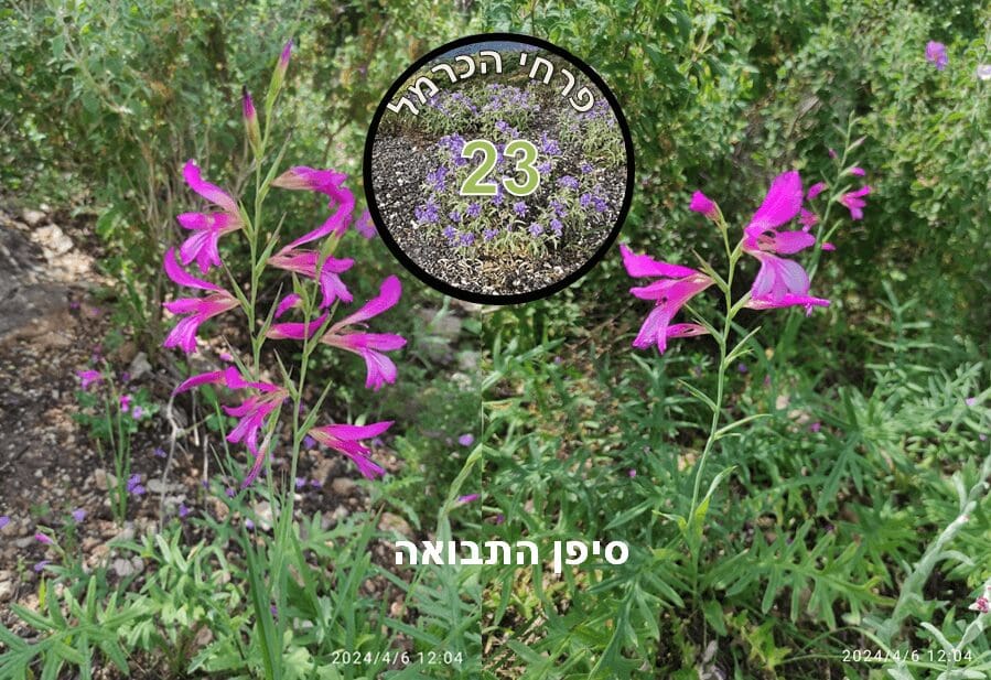 סיפן התבואה • צילום: דני כץ