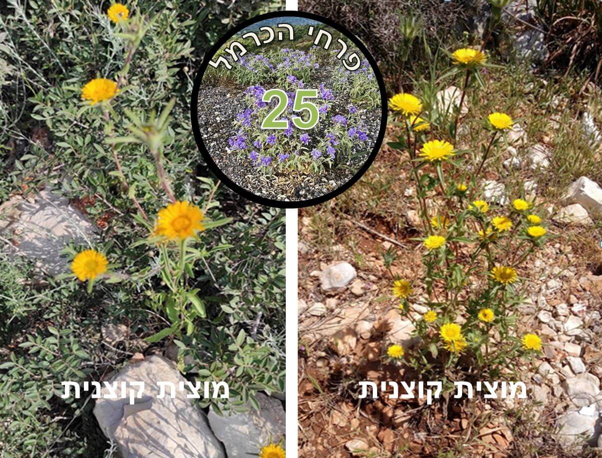 מוצית קוצנית • צילום: דני כץ