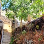 בבית יוסי קורי – בכניסה: שביל מעבר שהוסב לגינה עירונית זעירה (צילום: רחלי אורבך)