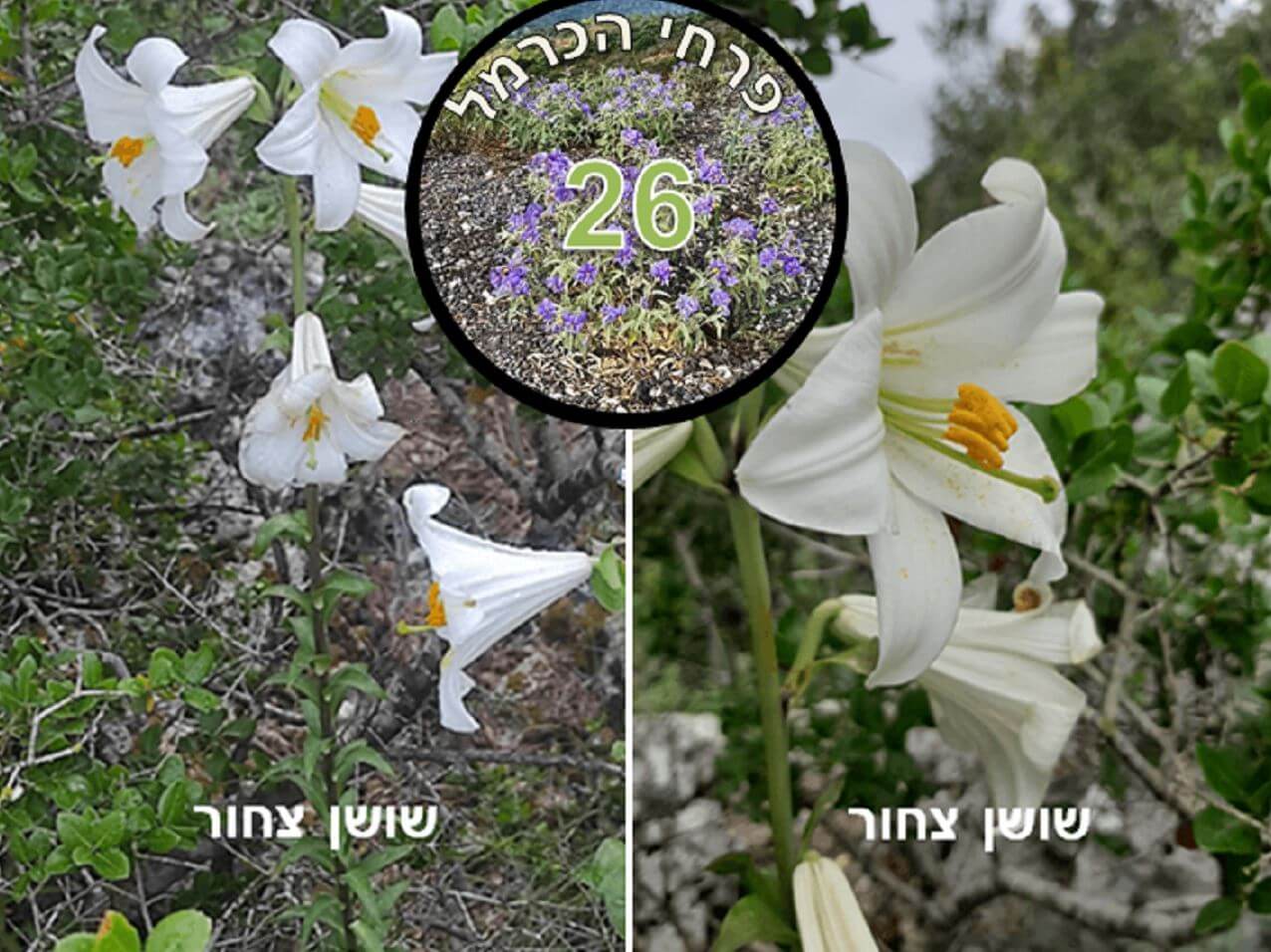 שושן צחור • צילום: דני כץ