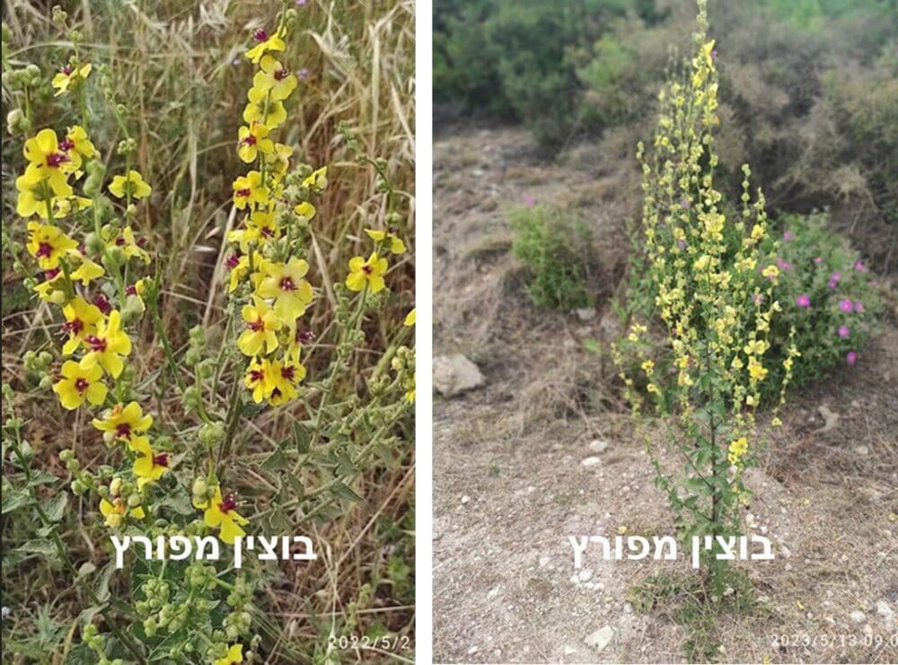 בוצין מפורץ • צילום: דני כץ