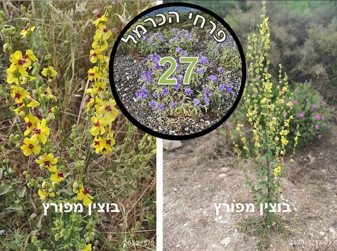 בוצין מפורץ • צילום: דני כץ