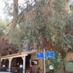 מבט אל מתחם "יד עזר לחבר", חדר האוכל ובית הכנסת (צילום: רחלי אורבך)