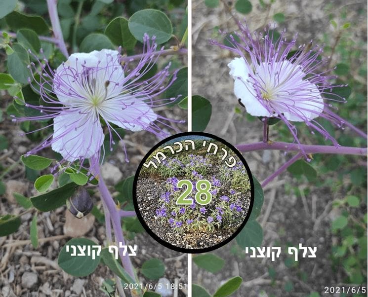 צלף קוצני • צילום: דני כץ