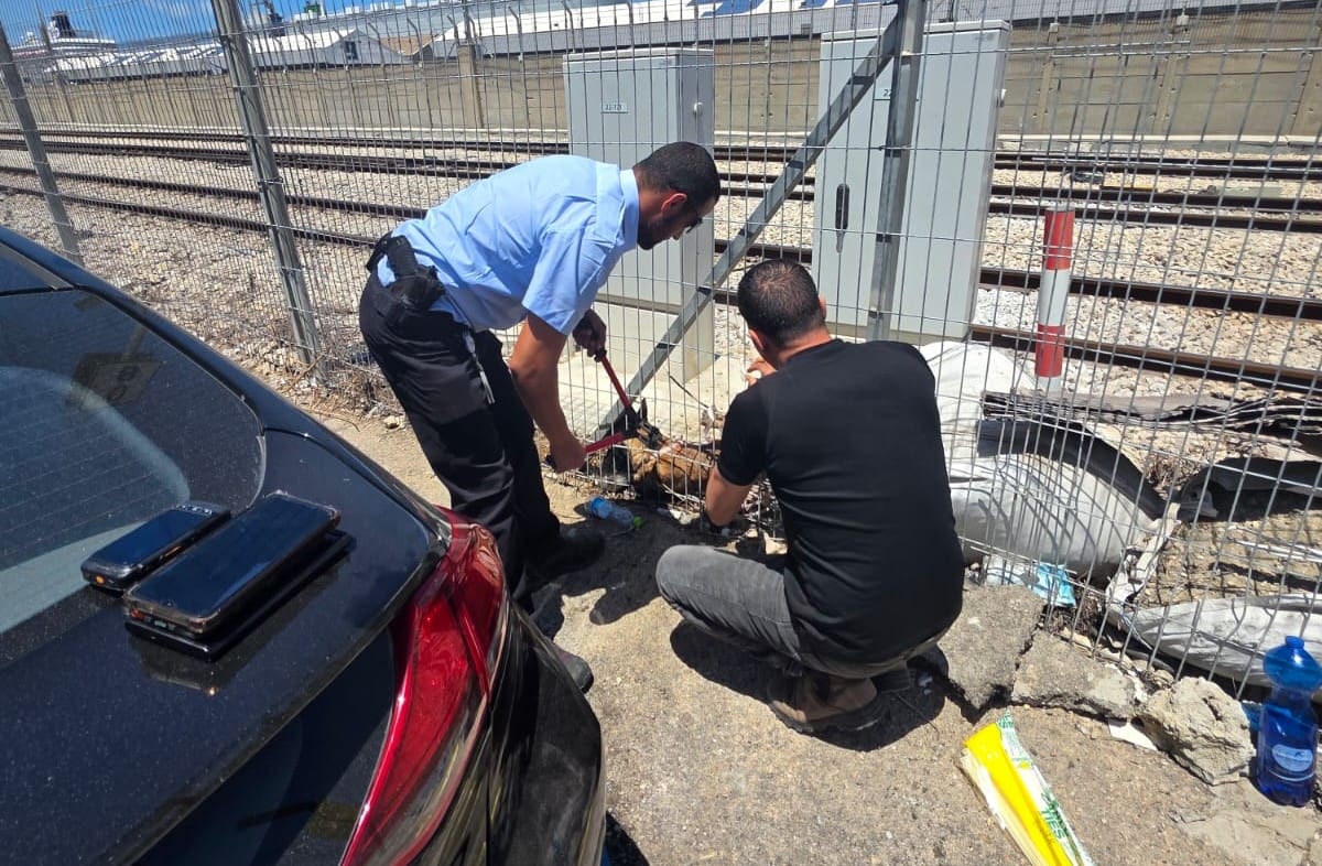 חילוץ כלב מסוג רועה בלגי סמוך לפסי הרכבת בעיר התחתית בחיפה (צילום: דוברות עיריית חיפה)