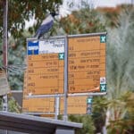 עורב על תחנת אוטובוס מרכז רפואי לין כיכר מאירהוף (צילום: שרון לייבל)