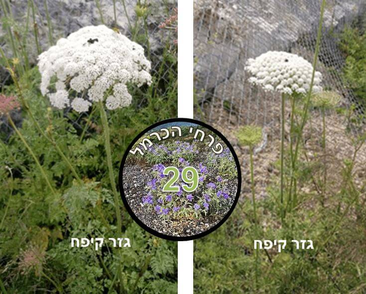 גזר קיפח • צילום: דני כץ