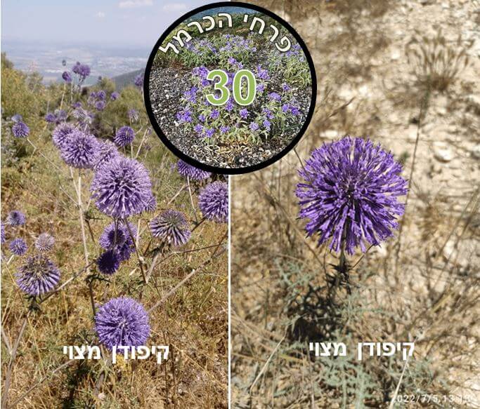 קיפודן מצוי • צילום: דני כץ
