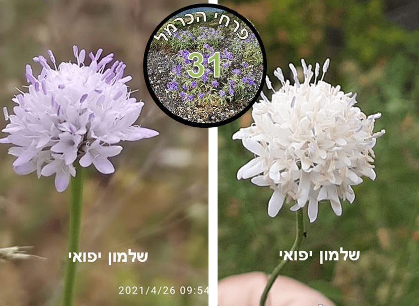 שלמון יפואי • צילום: דני כץ